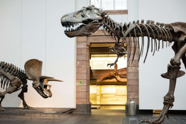 © Senckenberg Naturmuseum Frankfurt